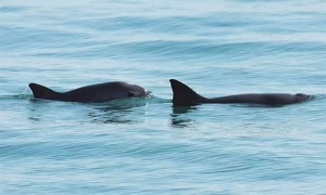 Redoblar esfuerzos para salvar a la vaquita