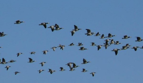 10 y 11 de mayo: Día Mundial de las Aves Migratorias