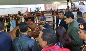 Así como Maduro habla a las vacas, Urtubey debería hacer lo mismo con los perros