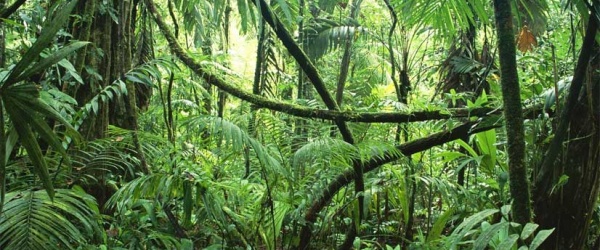 Los bosques, demasiado preciosos para perderlos