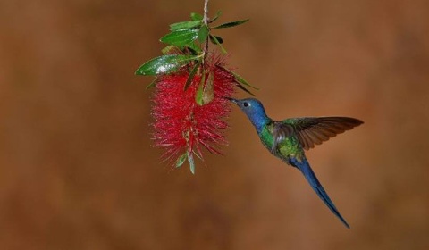 'Naturaleza Viva, un viaje desde la Puna a los humedales' en la Casa de la Cultura