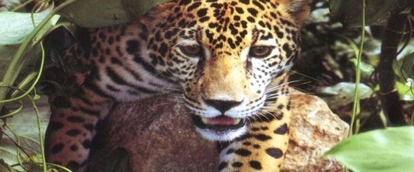 La vida del yuaguareté salteño será monitorizada por cien cámaras trampa