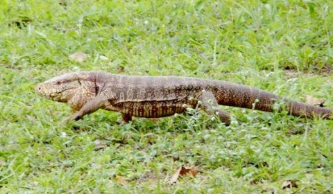 La piel de una iguana colorada podrá venderse a 45 pesos en Salta