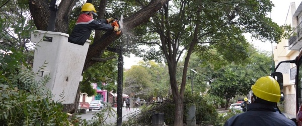 Poda municipal en el Paseo de los Poetas