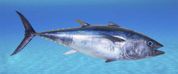 El atún, víctima de su éxito nutricional