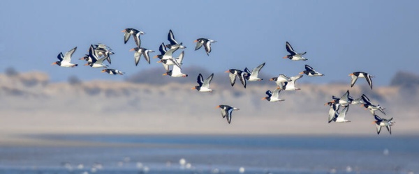 Las aves conectan nuestro mundo