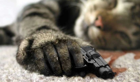 Felinicidio masivo en un hospital público de Salta