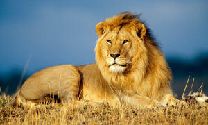 Se celebra hoy el Día Mundial del León