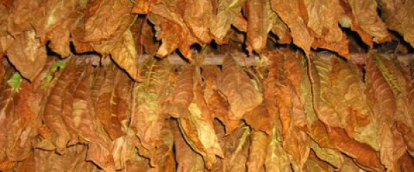 La mitad de la factura del gas de los tabacaleros se pagará con recursos del Fondo Especial del Tabaco