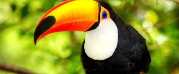 Se celebra hoy el Día Mundial de las Aves