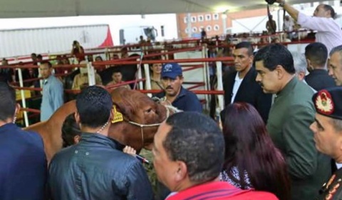 Así como Maduro habla a las vacas, Urtubey debería hacer lo mismo con los perros