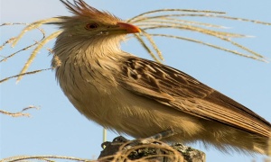 Muestra fotográfica sobre avistaje de aves en el Museo Quinquela Martín