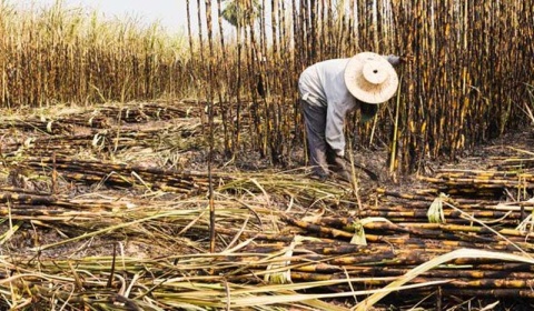 El grupo Gloria ratifica su intención de cerrar el ingenio San Isidro en Salta