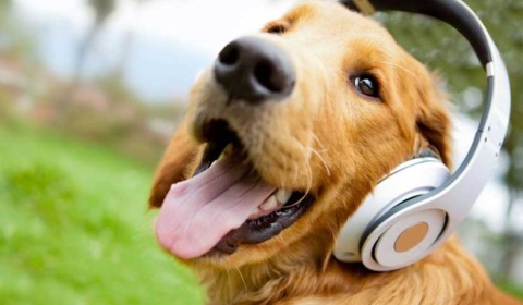 Ingresará en prisión un hombre que intentó dos veces matar a un perro en Salta