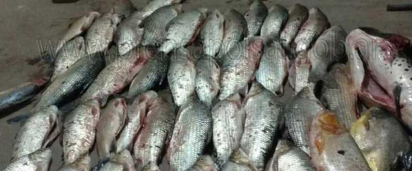 La Policía de Salta secuestra 28 sábalos y 5 bagres en un operativo de control de pesca