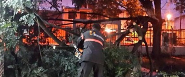 La Municipalidad retira las ramas caídas de un árbol en el barrio Vicente Solá
