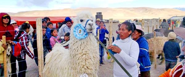 Medio centenar de productores en la 2ª Feria Ganadera de Camélidos de la Puna