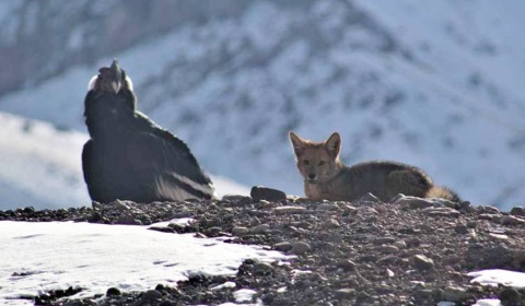 Zorro y cóndor juntos, observados en el Parque Provincial Aconcagua