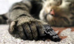 Felinicidio masivo en un hospital público de Salta