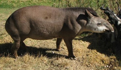 Tres tapires se recuperan en la Estación de Fauna Autóctona tras vivir en cautiverio