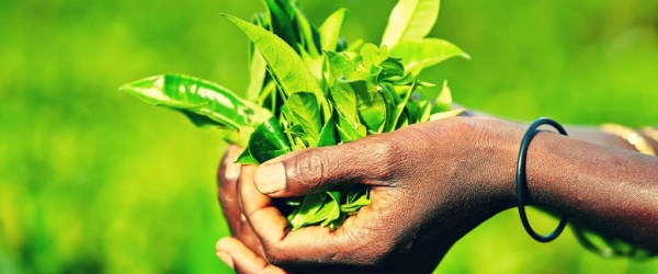 15 de diciembre: Día Internacional del Té