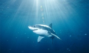 La FAO presenta un nuevo software para proteger a los tiburones