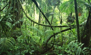 La FAO advierte sobre la pérdida de 7M de hectáreas de bosque tropical cada año