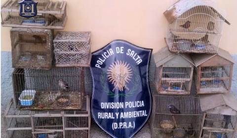 La Policía de Salta desbarata una 'boca de expendio' de aves autóctonas