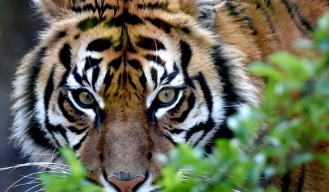 Se celebra hoy el Día Internacional del Tigre