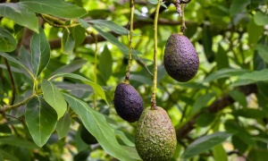 'Palta' acaba en la cárcel por robo en moto y violación de la cuarentena
