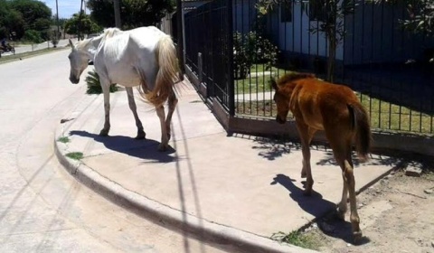 Cadáveres de caballos 'retirados' y violencia de género en Salta