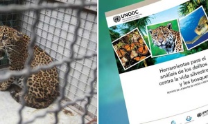 Nueva herramienta para combatir el tráfico ilegal de vida silvestre