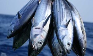 5 de junio: Día internacional de la lucha contra la pesca ilegal, no declarada y no reglamentada