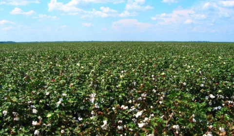 Provincias productoras debaten sobre la producción del algodón