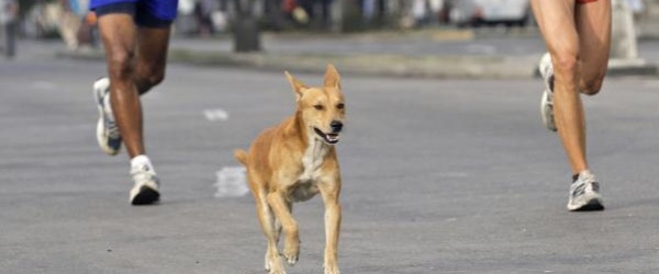 Actividades en Salta por el Día del Animal