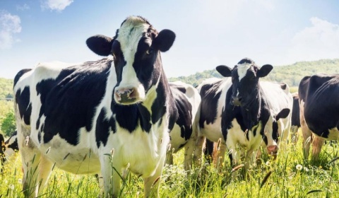 Salta organiza la 75ª exposición anual de la Sociedad Rural Salteña