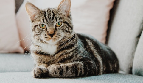 Se celebra hoy el Día Internacional del Gato