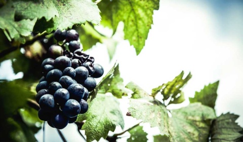 Productores vitivinícolas alertan sobre las posibles dificultades en la vendimia