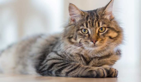 Se celebra hoy el Día Internacional del Gato