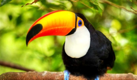 4 de octubre: Día Mundial de los Animales