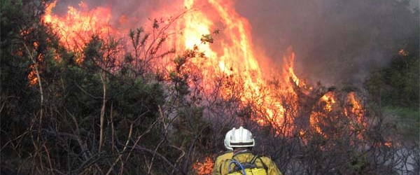 Efectos ambientales de los incendios forestales