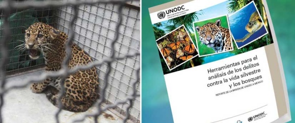 Nueva herramienta para combatir el tráfico ilegal de vida silvestre