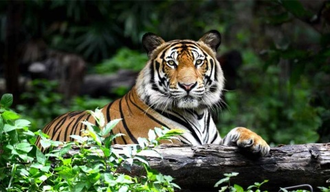 Se celebra hoy el Día Internacional del Tigre