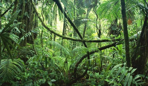 La FAO advierte sobre la pérdida de 7M de hectáreas de bosque tropical cada año