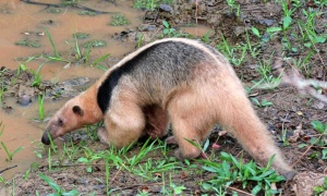 Devuelto a su hábitat a un oso melero que deambulaba sin rumbo en Salta