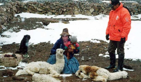 Adaptación al cambio climático: Mantas térmicas para alpacas