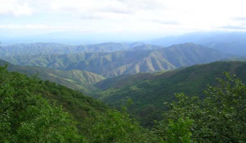 #diainternacionaldelosbosques