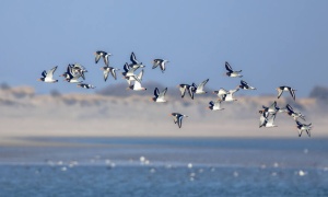 Las aves conectan nuestro mundo