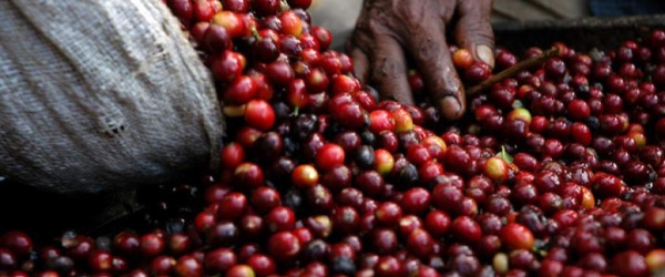 Los alimentos y el desarrollo sostenible