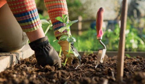La Municipalidad de Salta fomenta el cultivo de huertas orgánicas
